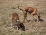 Feli + Ringo im Feld 03