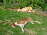 Feli + Ringo im Garten 01