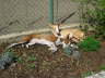 Feli + Ringo im Garten 05