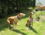 Feli + Ringo sind im Garten 01