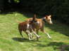 Feli + Ringo spielen 01