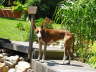 Feli am Teich 02