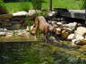 Feli am Teich 05
