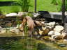 Feli am Teich 06