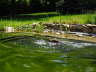 Feli am Teich 07