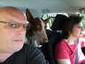 Feli im Auto 01