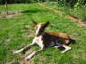 Feli im Garten 01