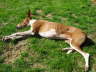 Feli im Garten 02