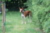 Feli im Garten 03