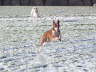 Feli im Winter 02