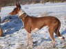 Feli im Winter 03