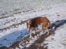 Feli im Winter 04