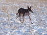 Feli im Winter 05