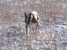Feli im Winter 06
