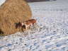 Feli im Winter 07