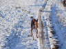 Feli im Winter 08