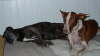 Feli mit Daisy Sofa 02