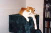 Felix2 im Haus Mü