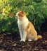 Felix_sitzend_Garten