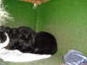 Gaston im Tierheim 01