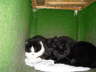 Gaston im Tierheim 02