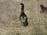 Gipsy 03 2004 01