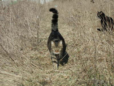 Gipsy 03 2004 01