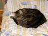 Gipsy 072005