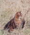 Gipsy 2003 01