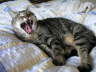 Gipsy Bett 08 2005 03