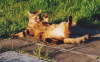 Gipsy Fooling 02