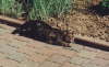 Gipsy Maus