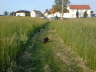 Gipsy + Friends beim Spazierengehen