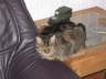 Gipsy auf Sofa 01