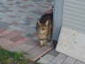 Gipsy drau�en 01