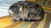 Gipsy im Bett 03