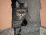 Gipsy im Hof 01