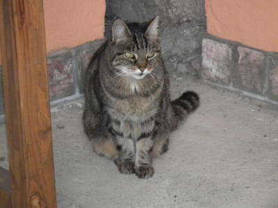 Gipsy im Hof 02