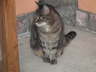 Gipsy im Hof 03