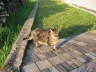 Gipsy ist drau�en 03