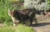 Gipsy ist drau�en 04
