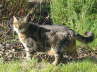 Gipsy ist drau�en 05