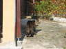 Gipsy ist drau�en 06