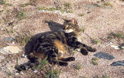 Gipsy_lying