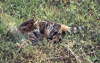 Gipsy_playing