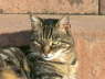 Gipsy_portrait