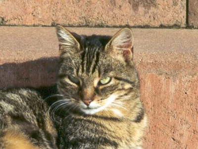 Gipsy_portrait