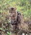 Gipsy_sitting