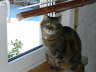 Gipsy sitzt am Fenster
