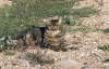 Gipsy_sphinx